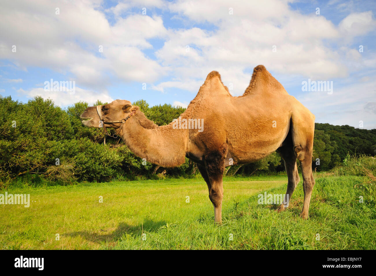 Baktrischen Kamel, zwei bucklig Kamel (Camelus Bactrianus), stehend auf Wiese, Frankreich Stockfoto