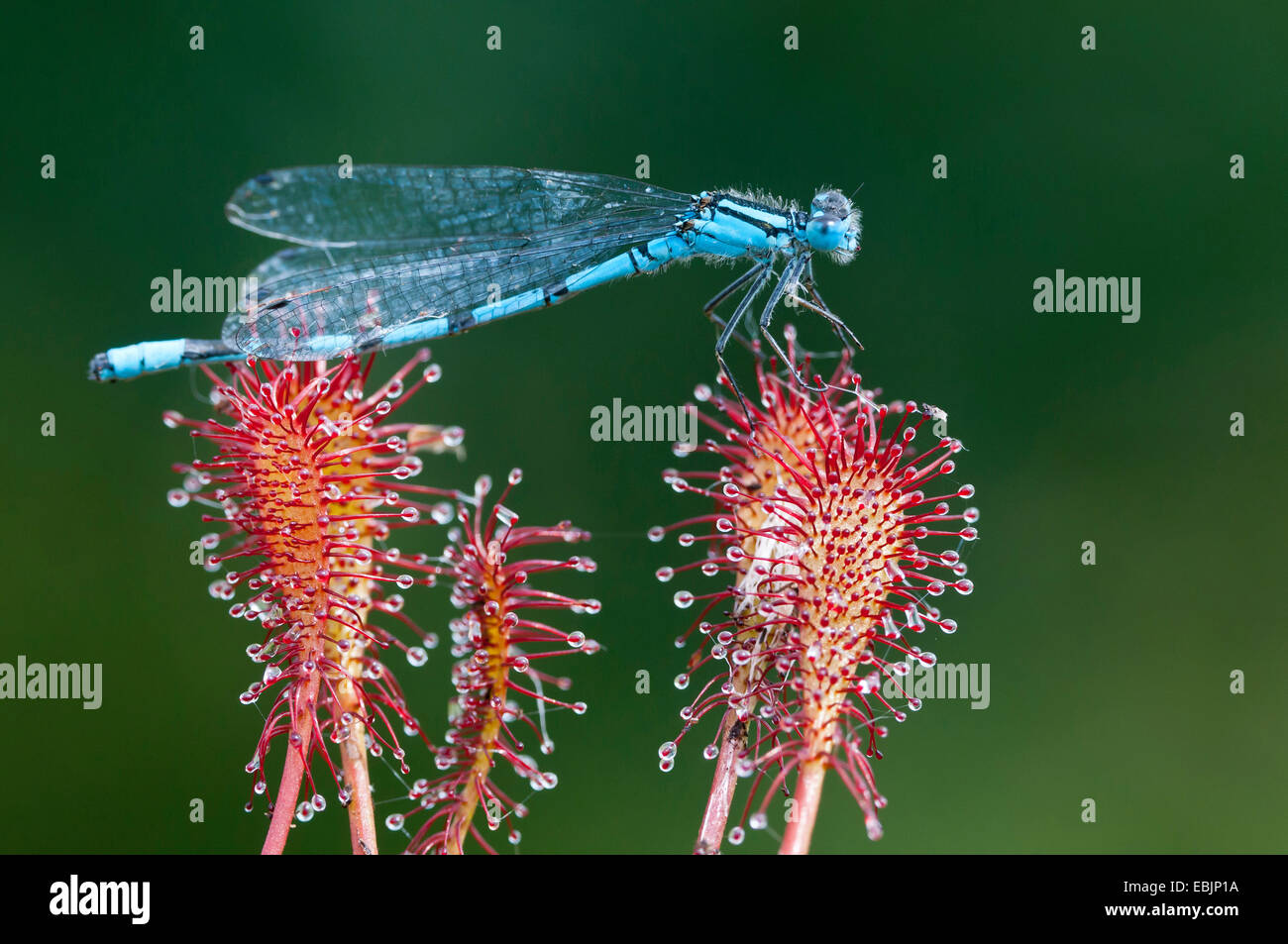 gemeinsamen Coenagrion, Azure Damselfly (Coenagrion Puella), gefangen von einem Sonnentau, Deutschland, Niedersachsen Stockfoto