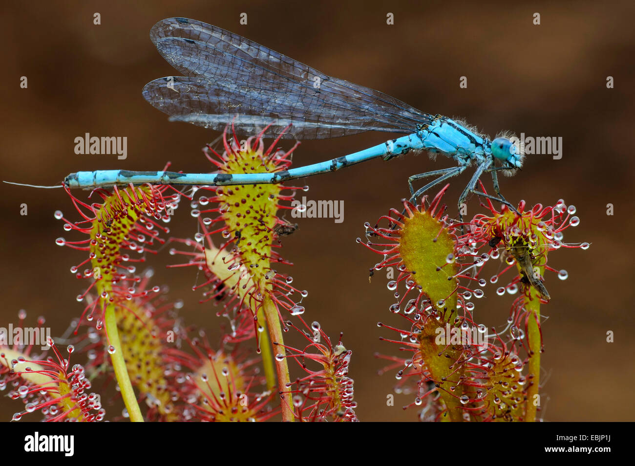 gemeinsamen Coenagrion, Azure Damselfly (Coenagrion Puella), gefangen von einem Sonnentau, Deutschland, Niedersachsen Stockfoto