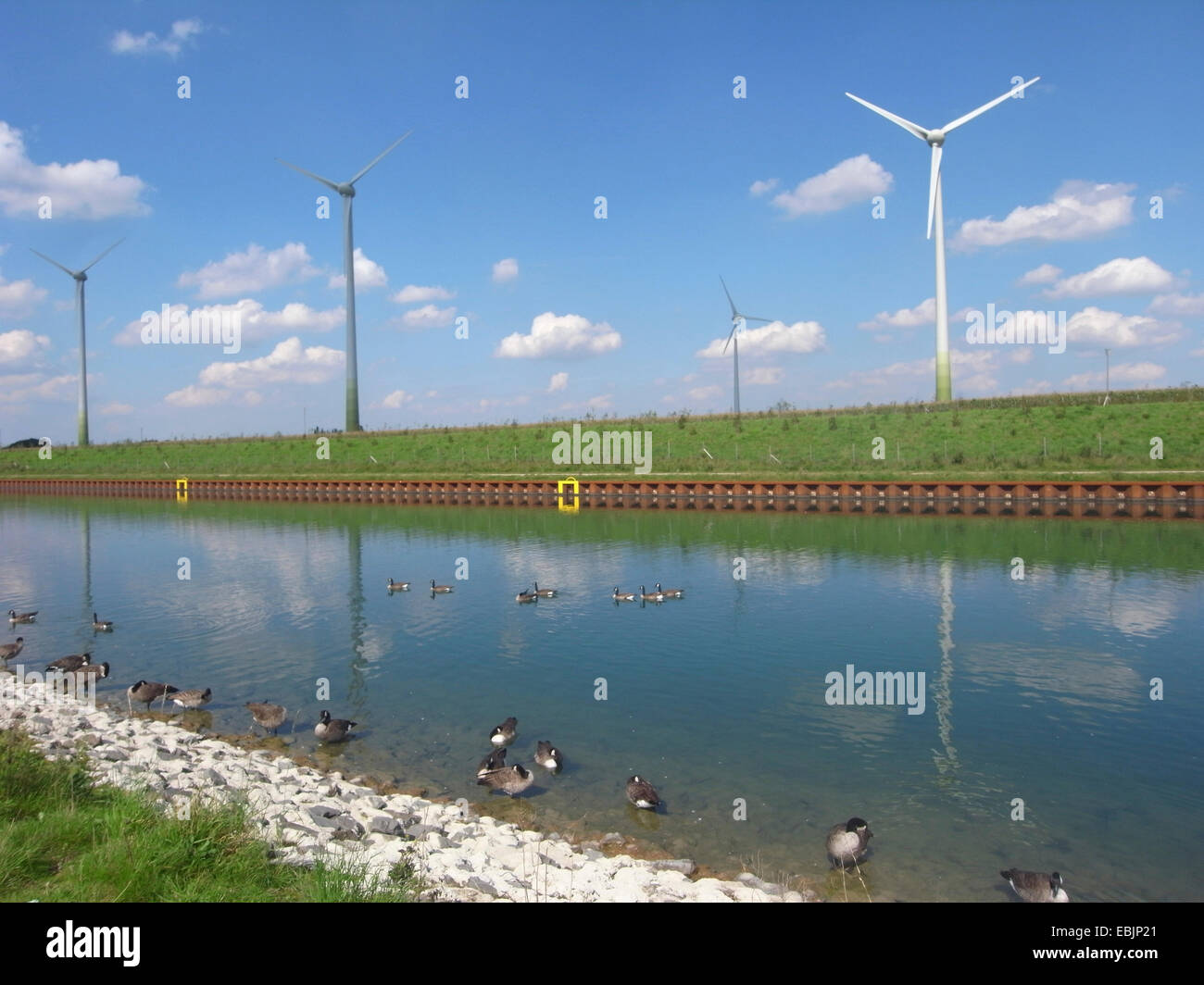 Kanadagans (Branta Canadensis), am Dortmund-Ems-Kanal mit Windkraftanlagen, Deutschland, Nordrhein-Westfalen, Ruhrgebiet Stockfoto