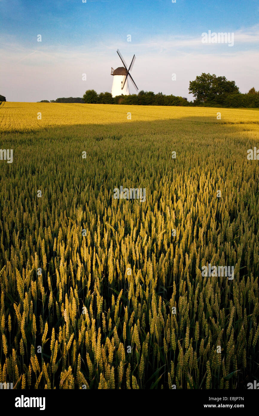 Windmühle von Schmerlecke mit Weizenfeld im Abendlicht, Deutschland, North Rhine-Westphalia, Erwitte Stockfoto