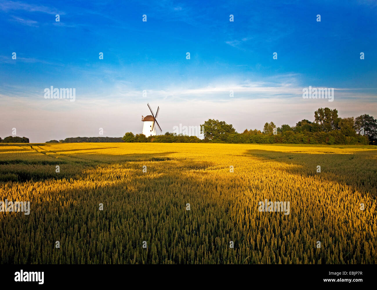 Windmühle von Schmerlecke mit Weizenfeld im Abendlicht, Deutschland, North Rhine-Westphalia, Erwitte Stockfoto