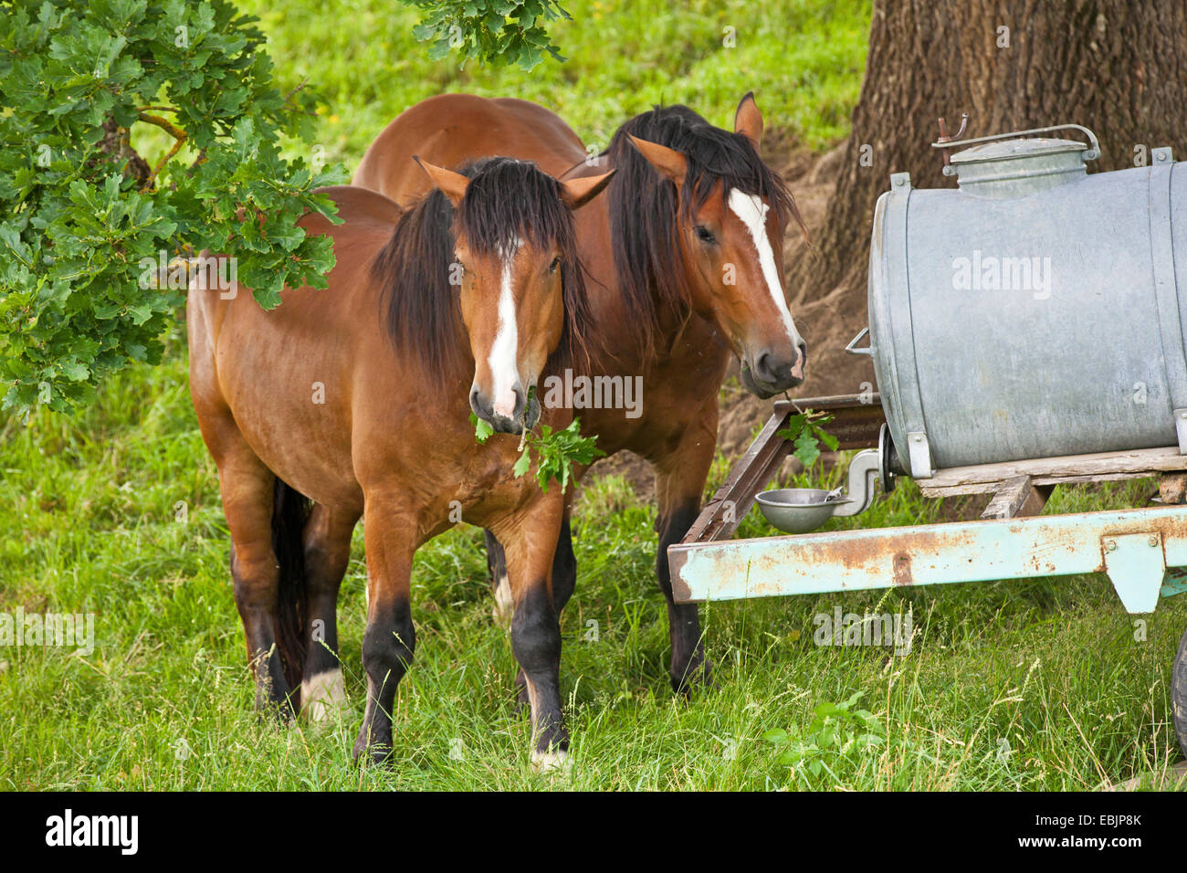 inländische Pferd (Equus Przewalskii F. Caballus) fährt um eine Horsetrough Fütterung auf Eiche, Deutschland, Bayern Stockfoto