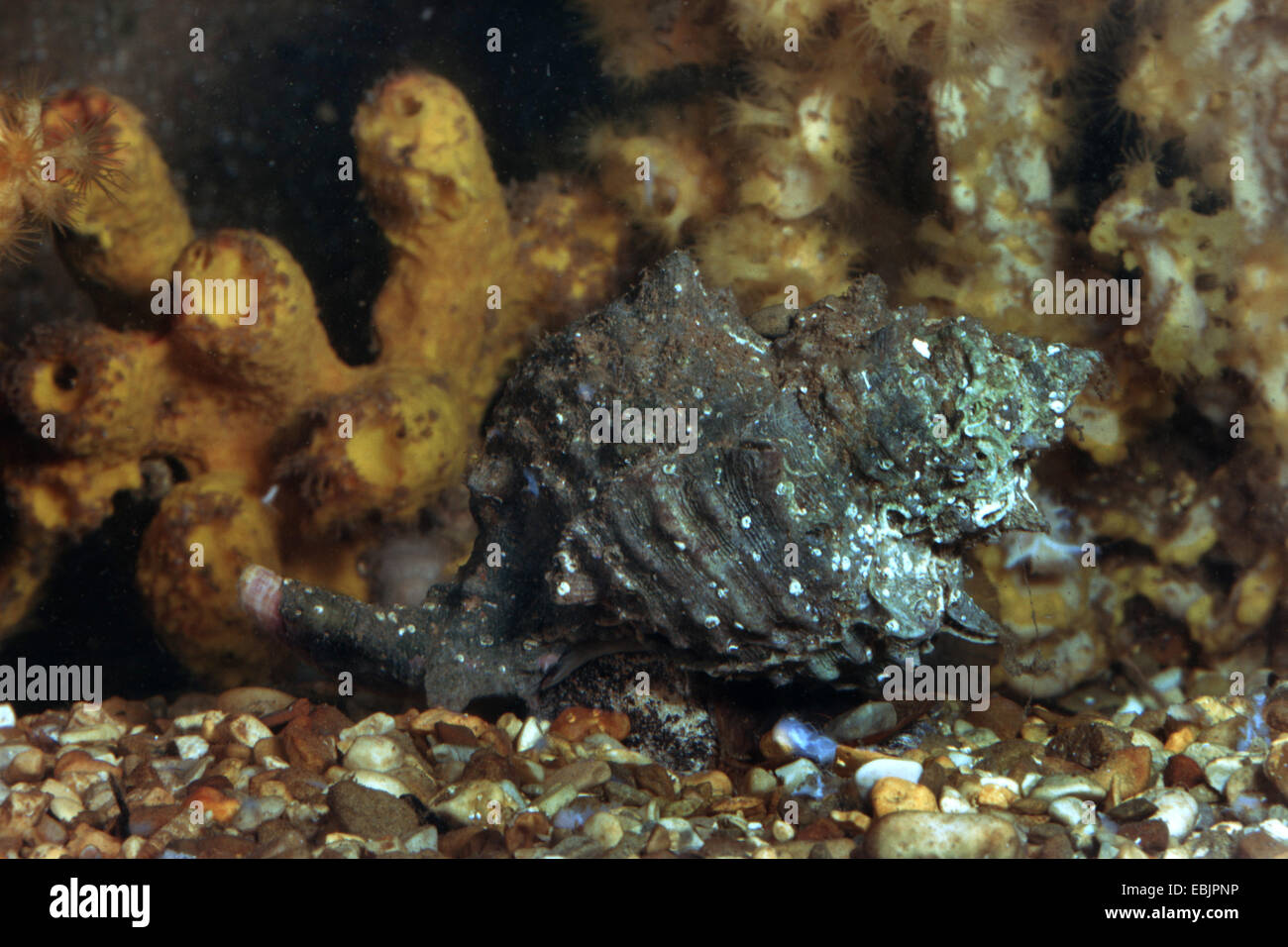 Gebänderten Farbstoff-Murex (Hexaplex Trunculus, Murex Trunculus, Haustellum Trunculus), als ein unverwechselbares violett-blauen indigo-Farbstoff verwendet Stockfoto