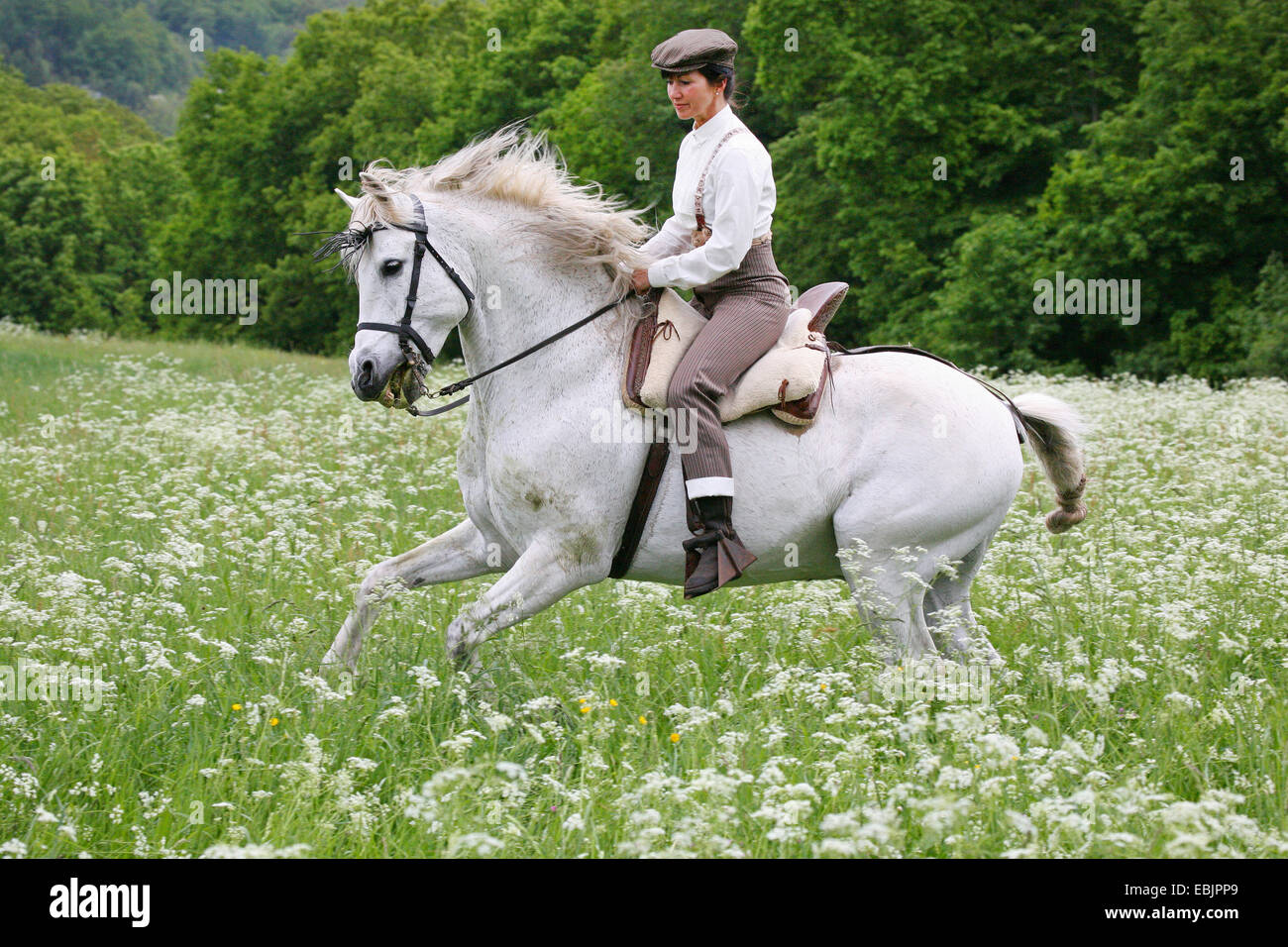 Andalusische Pferd (Equus Przewalskii F. Caballus), Doma Vaquera Stockfoto