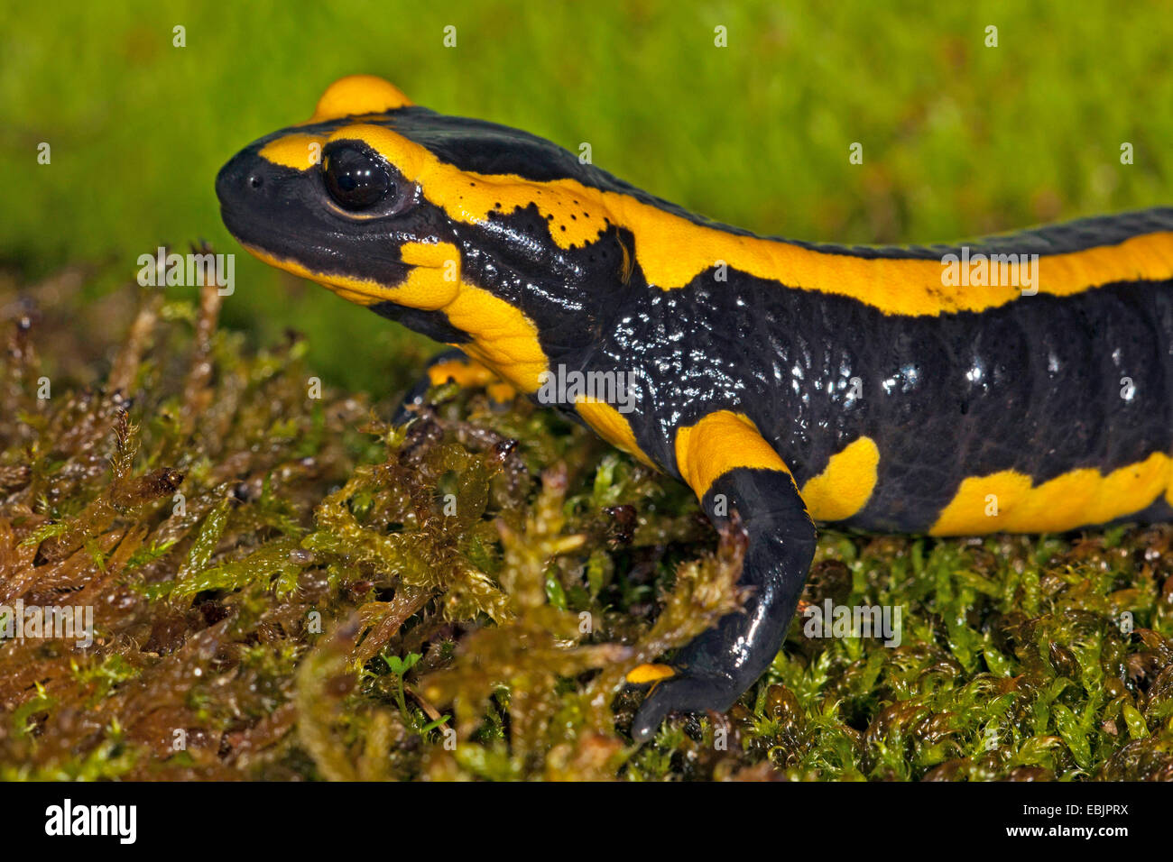 Europäische Feuersalamander (Salamandra Salamandra Terrestris), Porträt, Seitenansicht Stockfoto