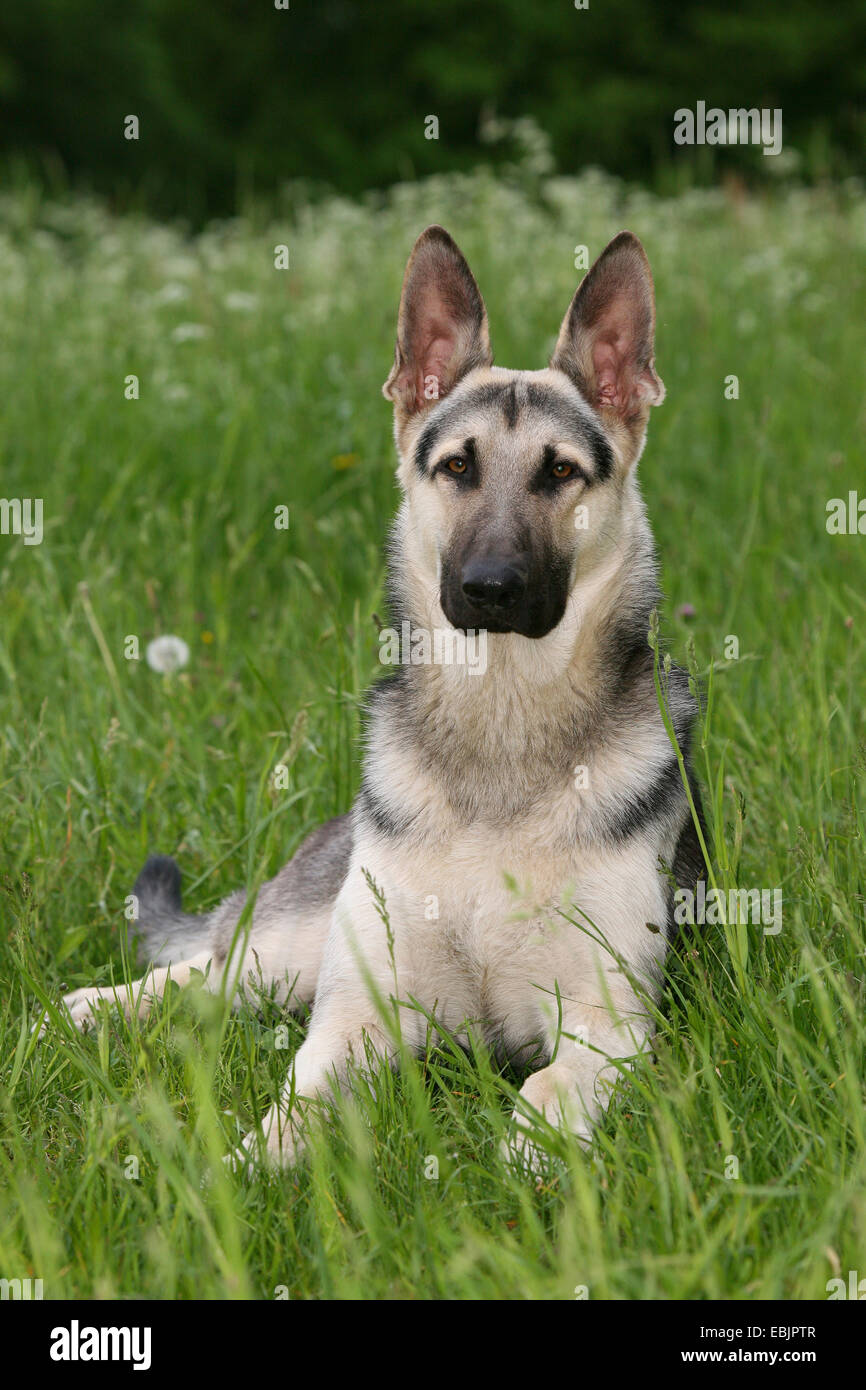 Deutscher Schäferhund (Canis Lupus F. Familiaris), in der Wiese liegend Stockfoto