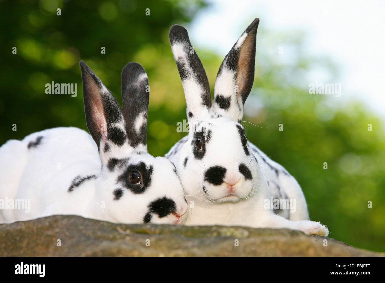 Hauskaninchen (Oryctolagus Cuniculus F. Domestica), zwei schwarze und weiße Kaninchen sitzen auf einer Steinmauer Stockfoto