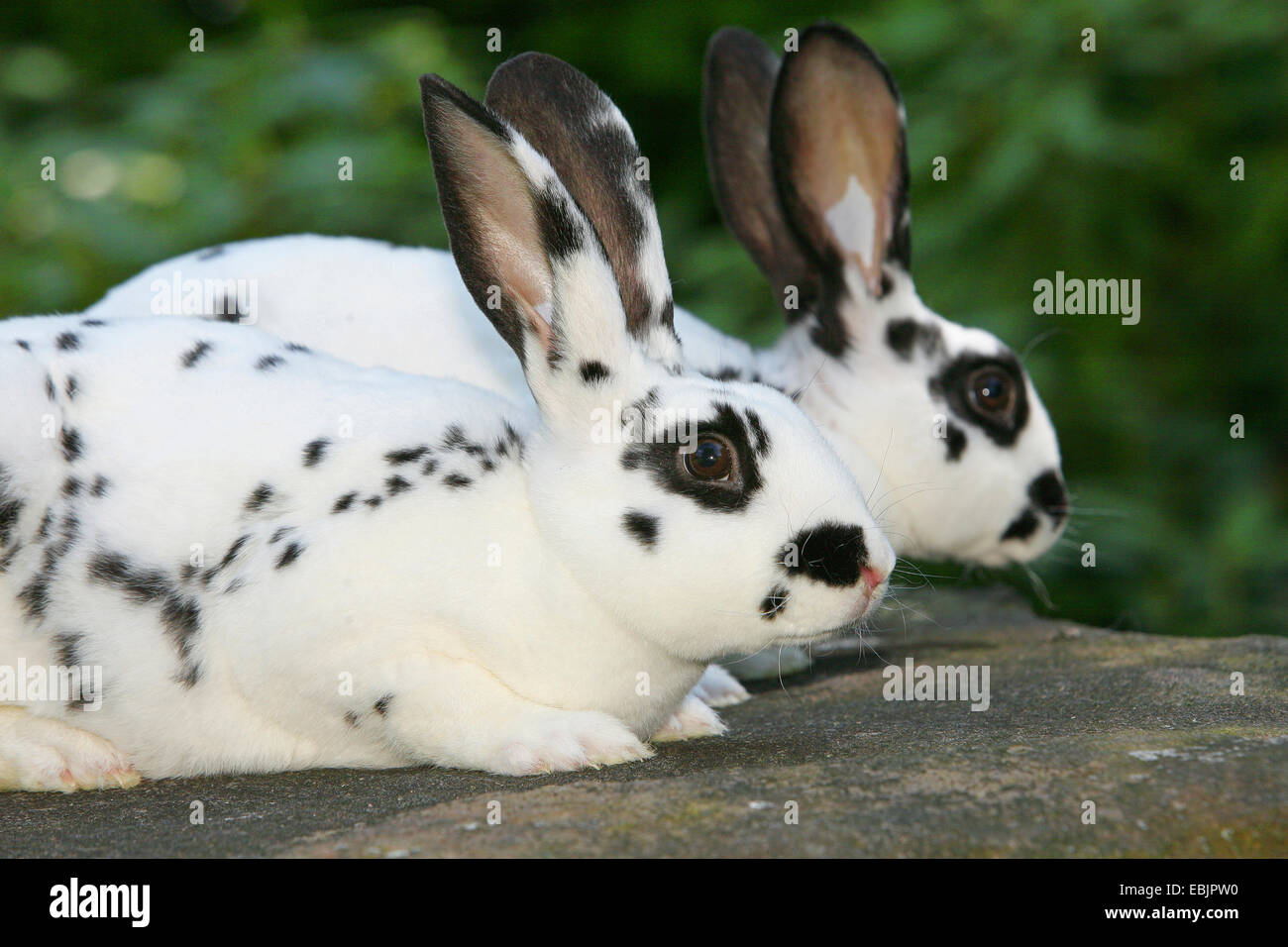 Hauskaninchen (Oryctolagus Cuniculus F. Domestica), zwei schwarze und weiße Kaninchen sitzen auf einer Steinmauer Stockfoto