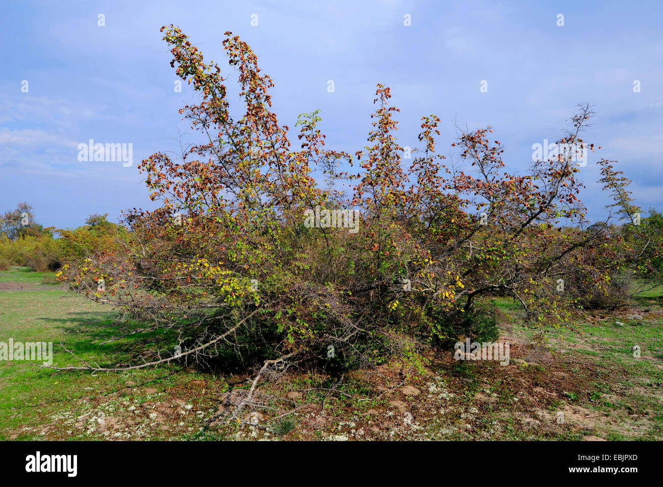 Weißdorn, weiße Dorn, Weißdorn (Crataegus spec.), im Herbst im Pinios-Delta, Griechenland, Mazedonien, Natura 2000 Stockfoto