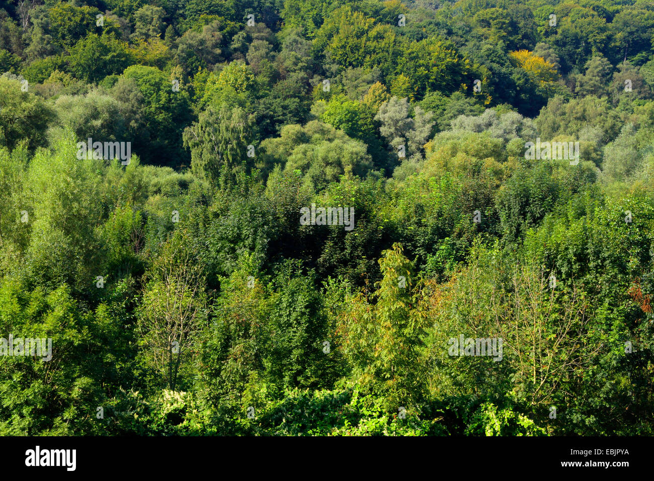 Auwaldes und Laubmischwald (Schellenberger Wald) an der Ruhr-Tal, Deutschland, Nordrhein Westfalen, Ruhrgebiet, Essen Stockfoto