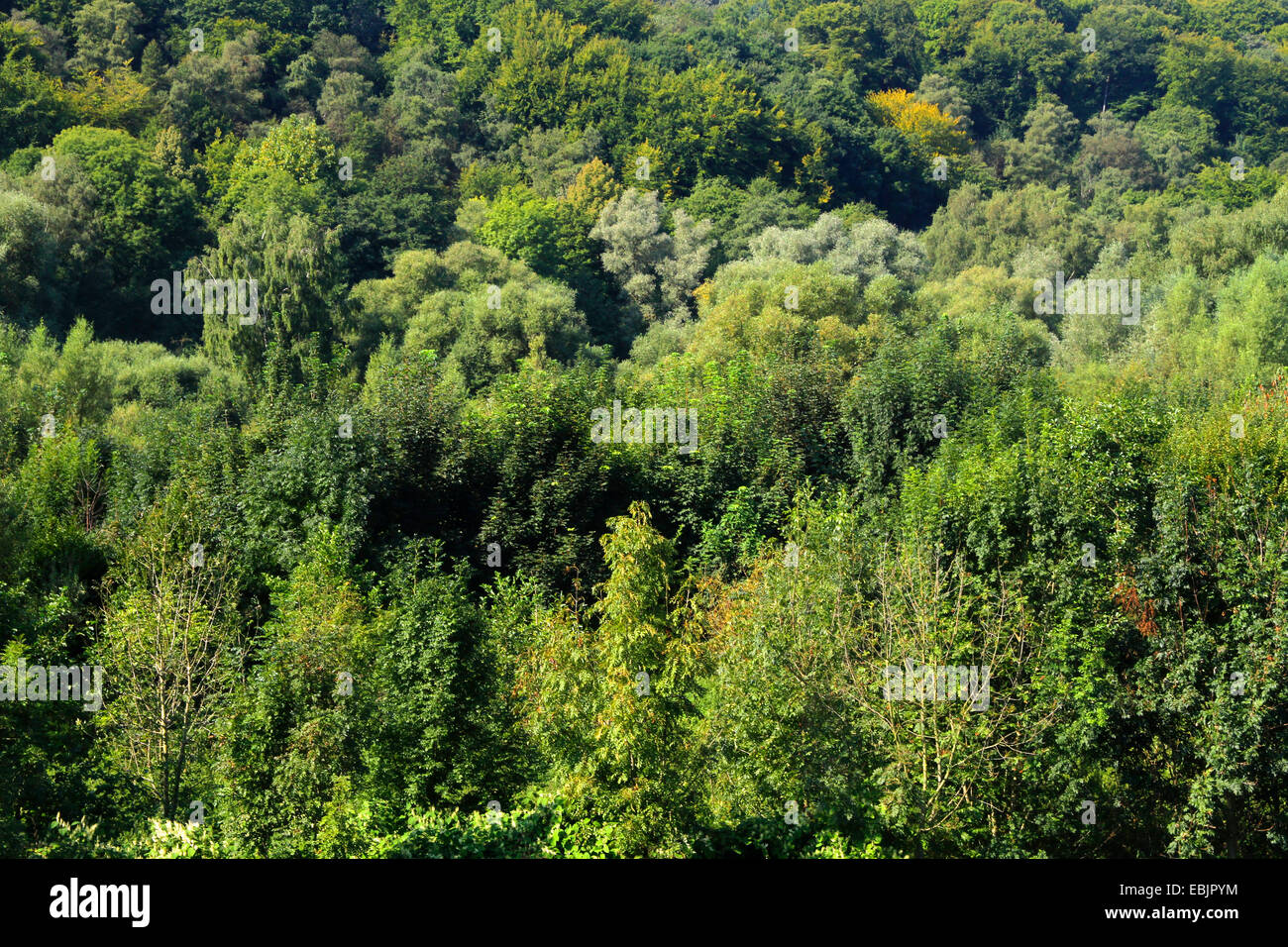 Auwaldes und Laubmischwald (Schellenberger Wald) an der Ruhr-Tal, Deutschland, Nordrhein Westfalen, Ruhrgebiet, Essen Stockfoto