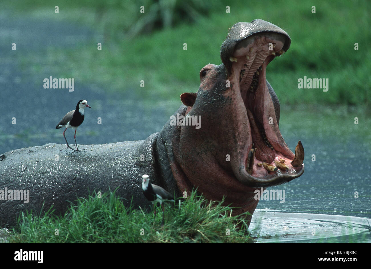 Nilpferd, Nilpferd, gemeinsame Flusspferd (Hippopotamus Amphibius), bedroht durch Öffnen des Mundes und der Zähne, mit Long-toed Kiebitz (Vanellus Crassirostris) auf der Rückseite, Tansania, Serengeti NP Stockfoto