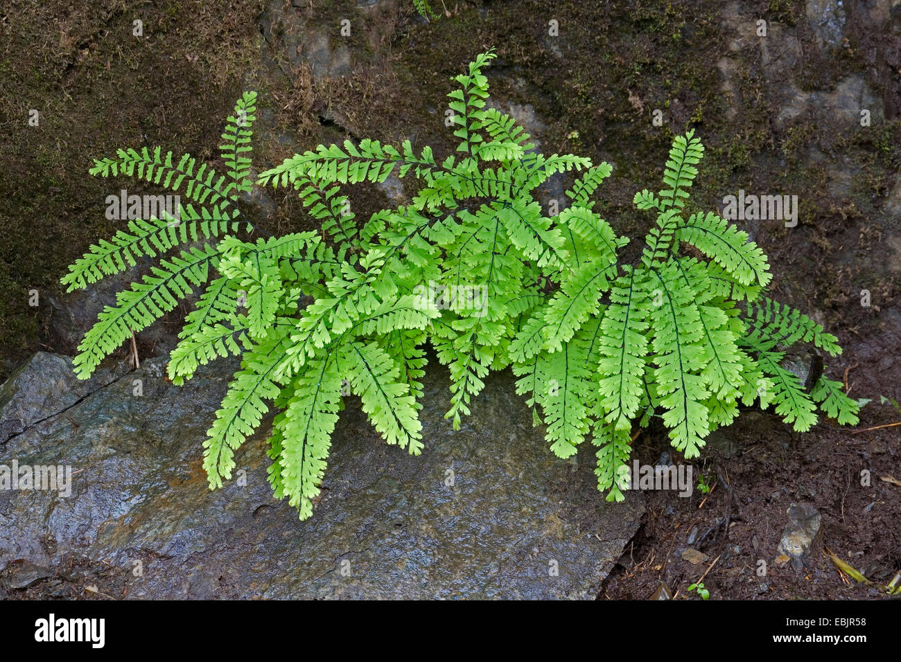 nördlichen tausend Farn, tausend kanadischen, amerikanischen tausend (Venushaarfarns Pedatum), wächst unter den Felsen, USA, Alaska, Tongass National Forest Stockfoto
