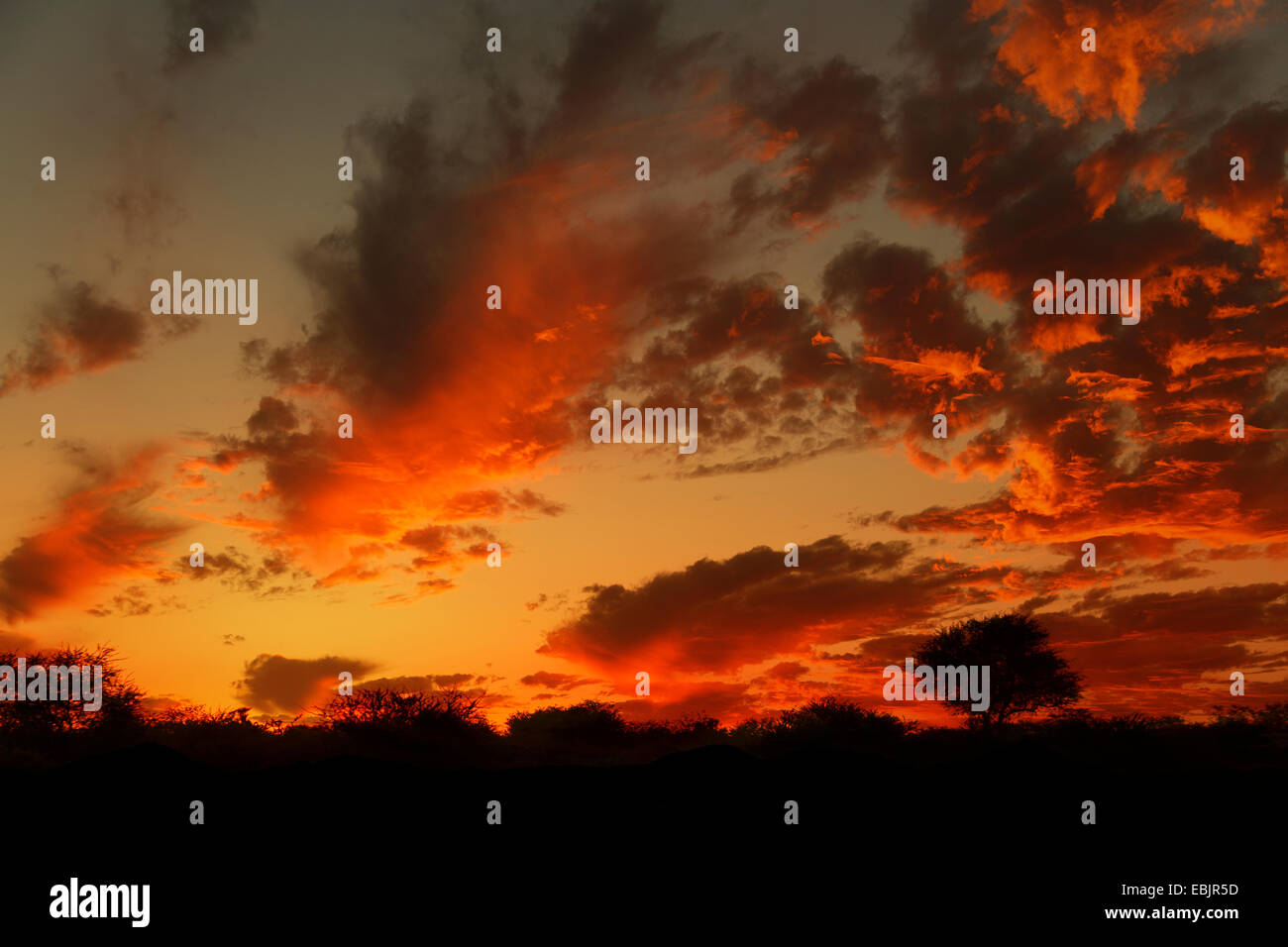 Silhouette Baum bei Sonnenuntergang, Namibia Stockfoto
