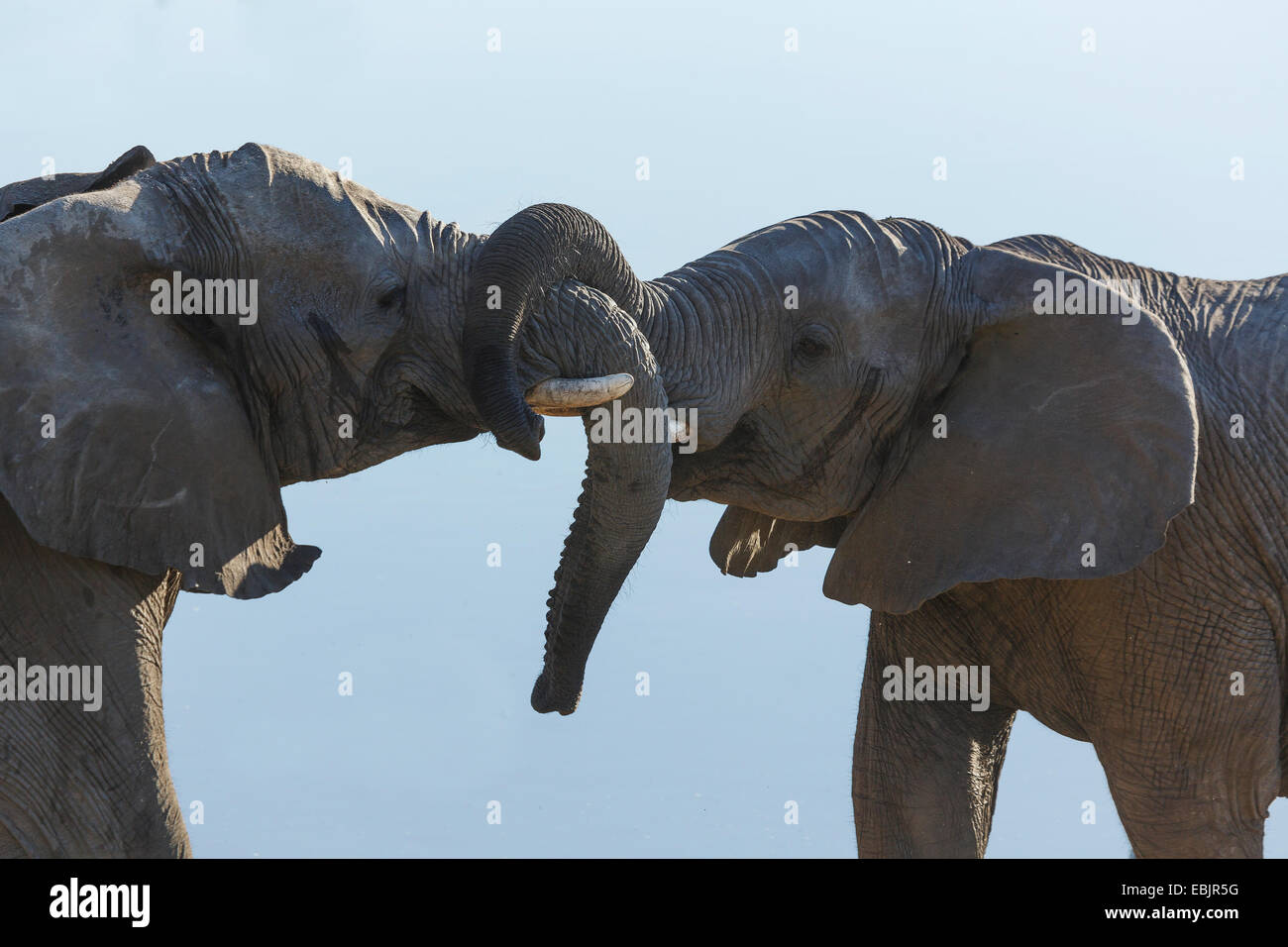 Zwei afrikanische Elefanten kämpfen, Etosha Nationalpark, Namibia Stockfoto