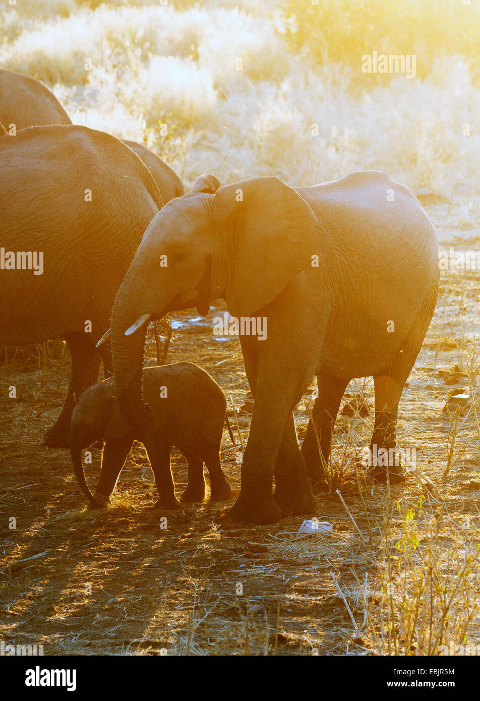 Afrikanische Elefanten am Wasserloch, Etosha Nationalpark, Namibia Stockfoto