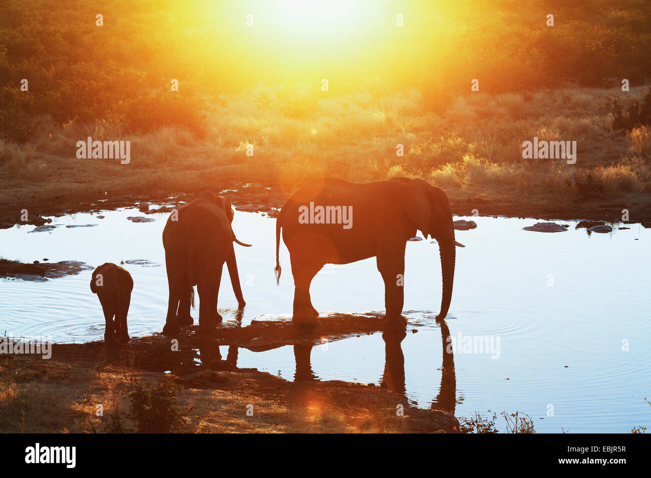 Silhouette afrikanische Elefanten am Wasserloch, Etosha Nationalpark, Namibia Stockfoto