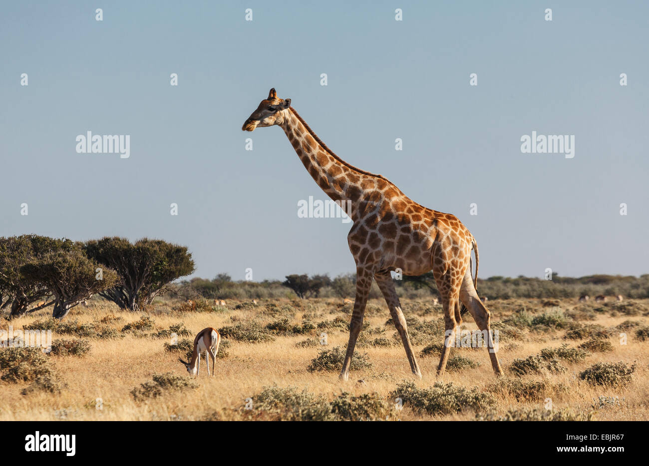 Gazellen und Giraffen Weiden auf Ebenen, Etosha Nationalpark, Namibia Stockfoto