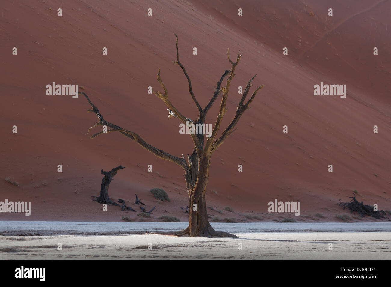 Toter Baum vor Sanddüne, Deaddvlei, Sossusvlei-Nationalpark, Namibia Stockfoto