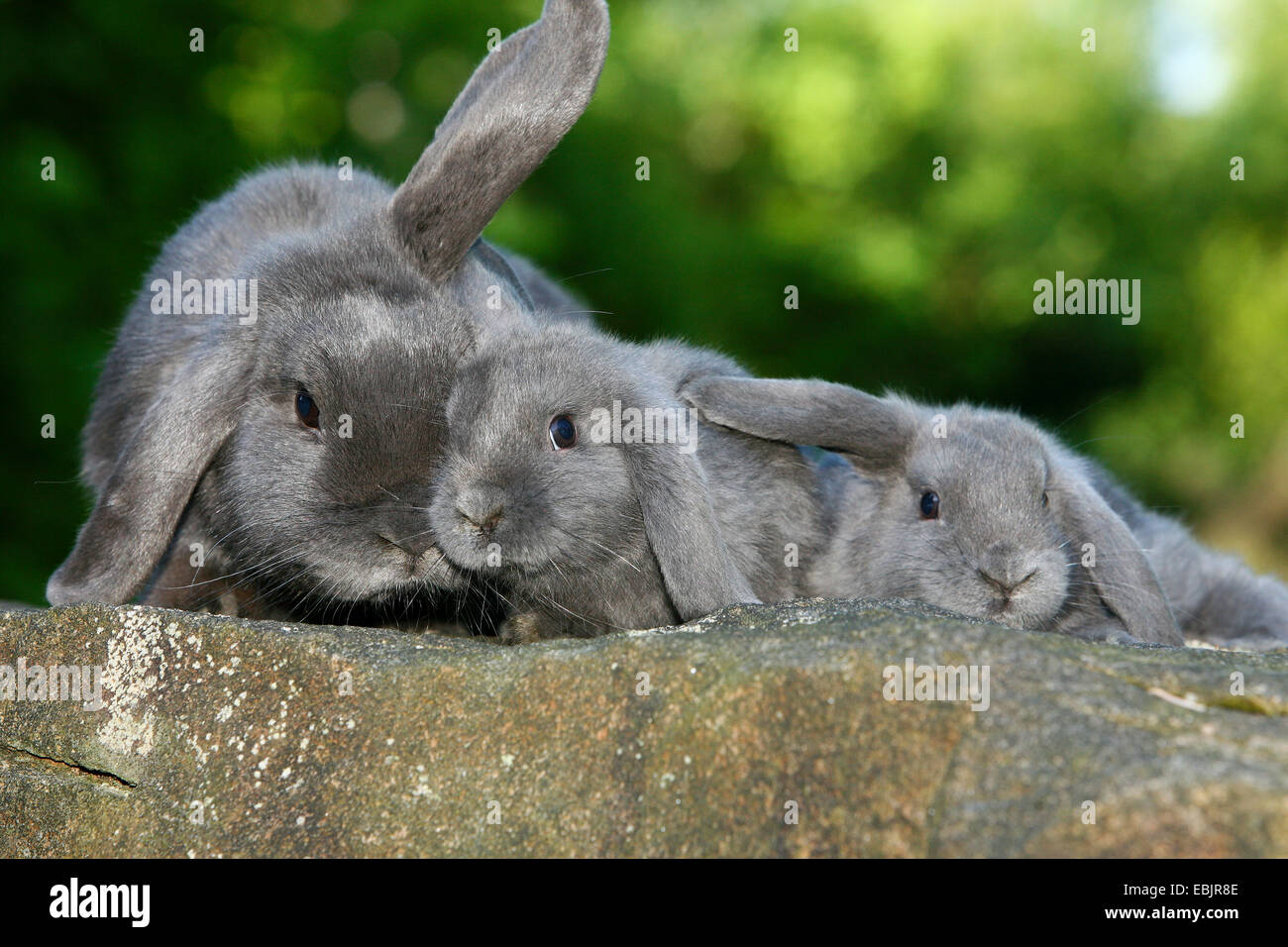 Hauskaninchen (Oryctolagus Cuniculus F. Domestica), Hauskaninchen mit Kleinkindern auf einer Mauer sitzend Stockfoto