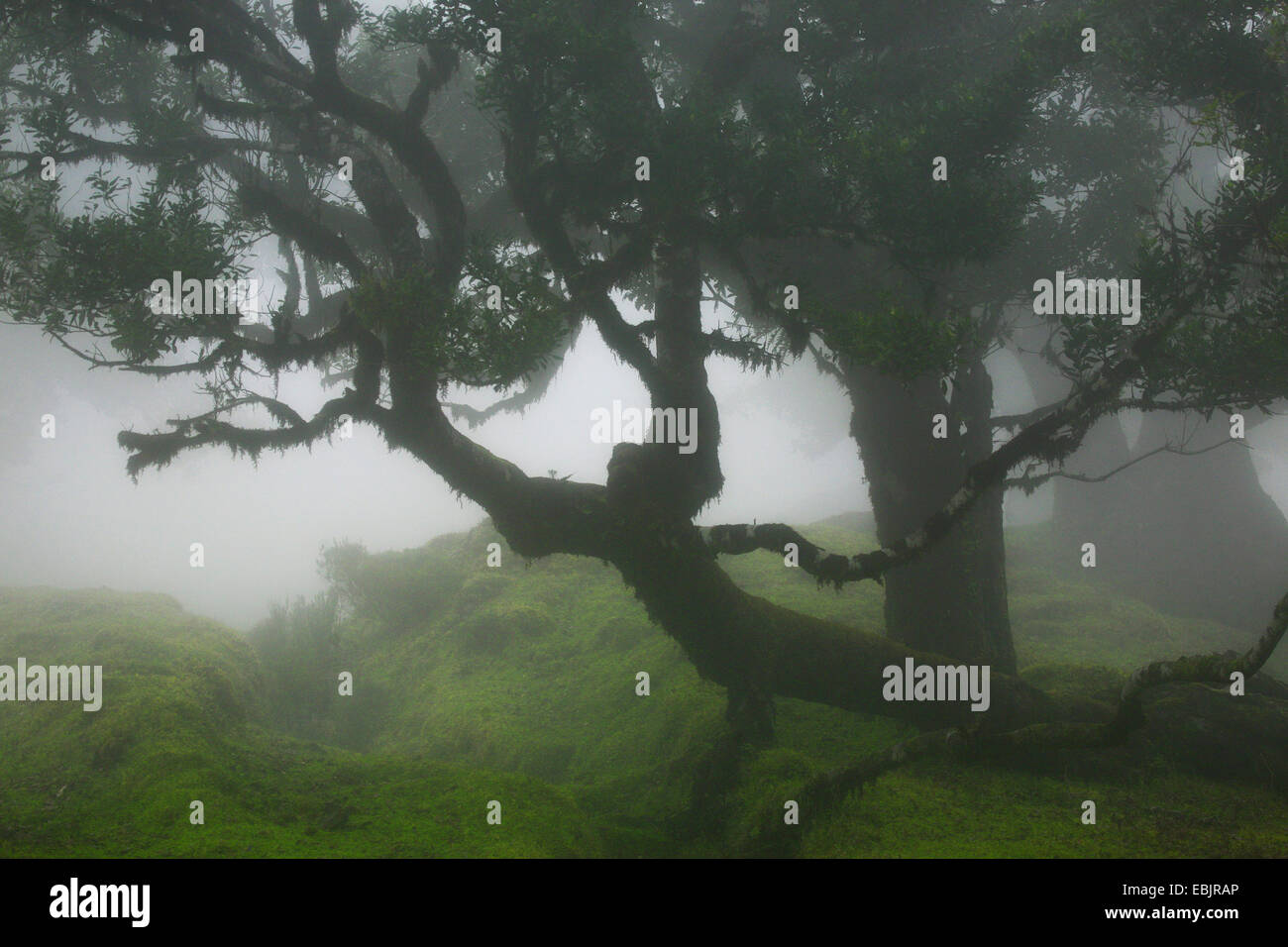 alte Bäume im Nebel, Madeira Stockfoto