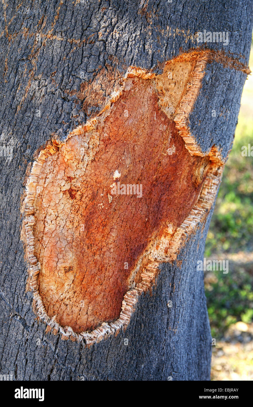 Kork-Eiche (Quercus Suber), Rinde, Portugal, Alentejo Stockfoto