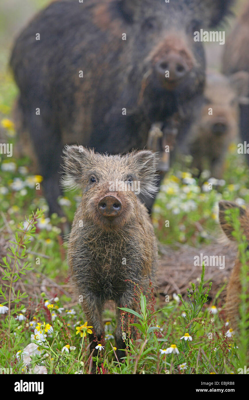 Wildschwein, Schwein, Wildschwein (Sus Scrofa), Shoat stehen auf einer Wiese, Deutschland Stockfoto