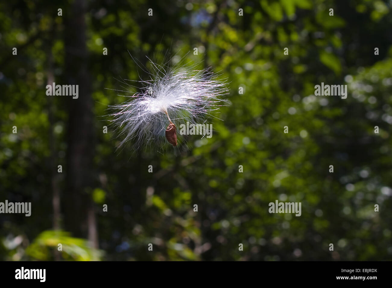 fliegende Samen eines Baumes Regenwald Indien, Andamanen Stockfoto