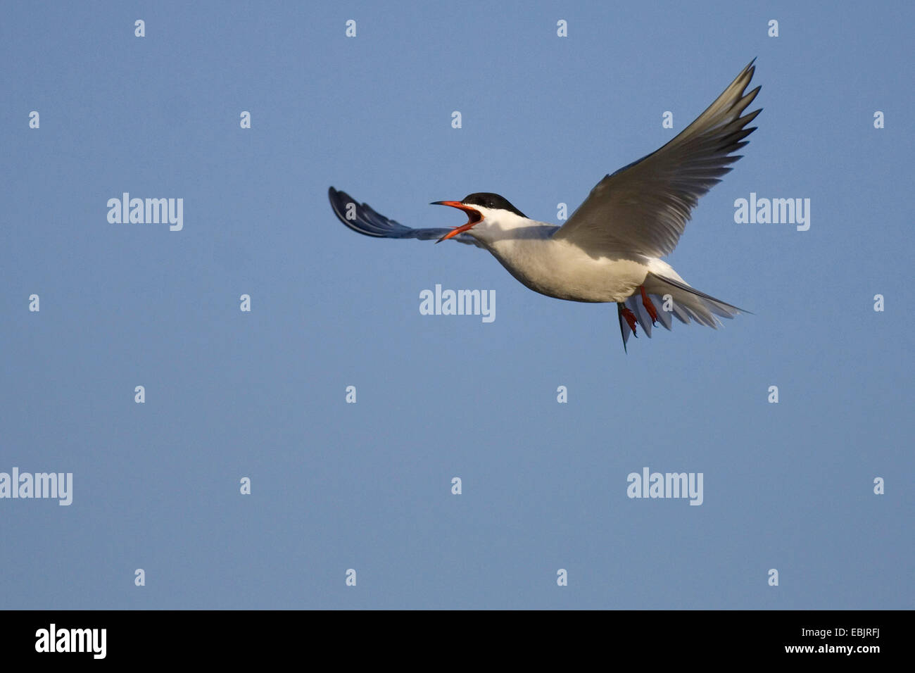 Seeschwalbe (Sterna Hirundo), fliegen mit Fisch im Schnabel, Niederlande, Texel Stockfoto