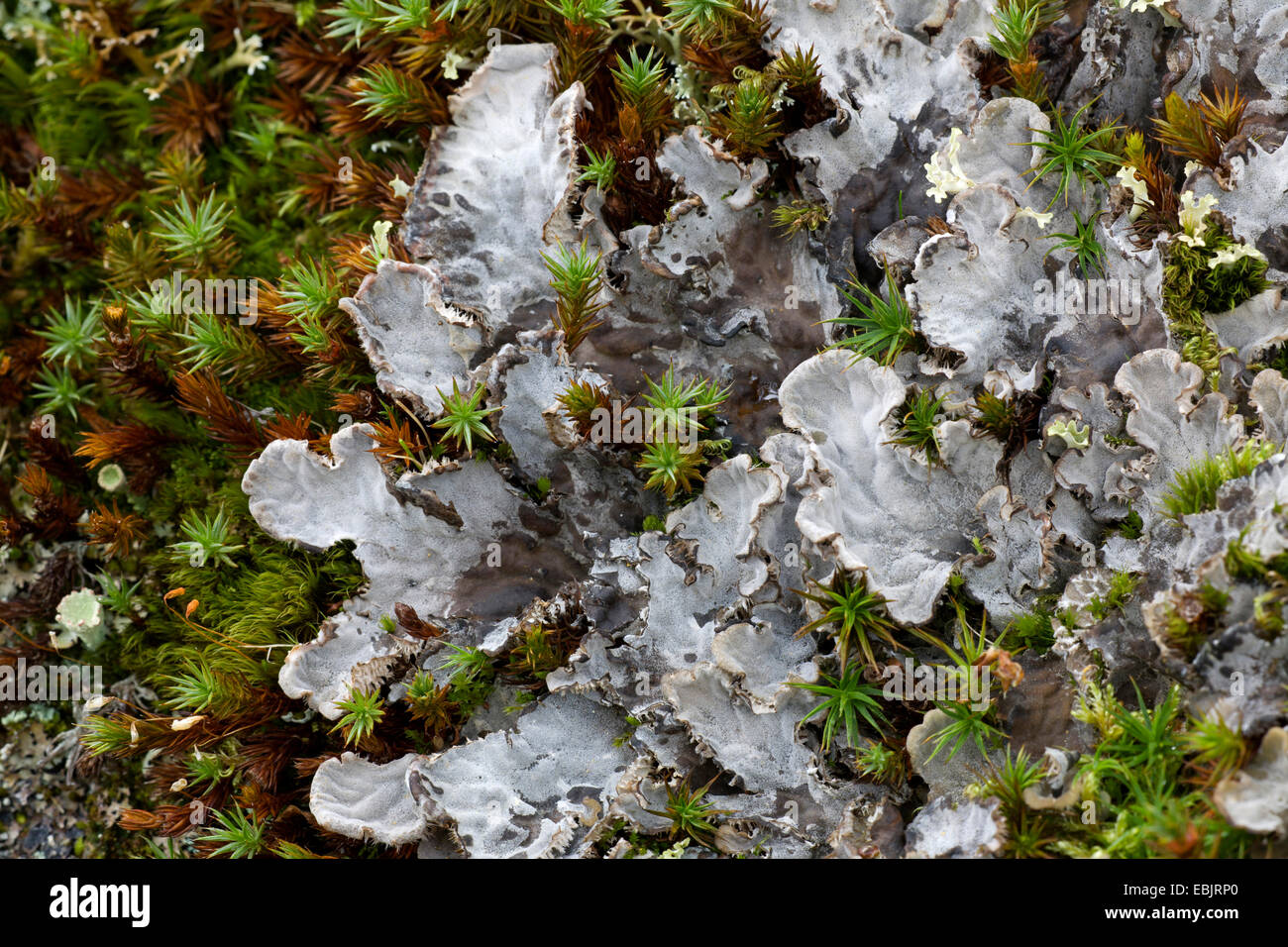 Englische Lebermoos (Peltigera Canina), mit Moosen, Schweden, Lappland, Abisko Nationalpark Stockfoto