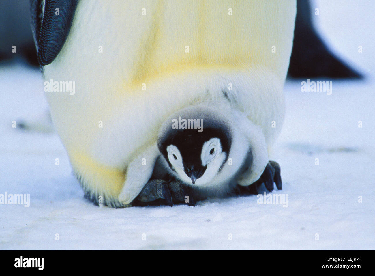 Kaiserpinguin (Aptenodytes Forsteri), Kaiser-Pinguin mit Küken auf Füßen, Antarktis Stockfoto