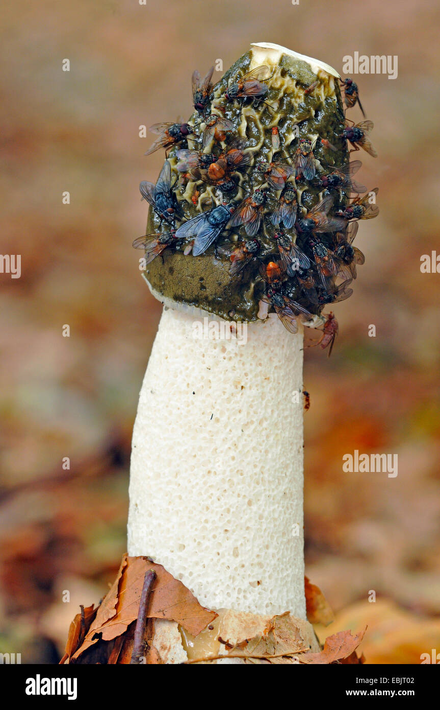 Stinkmorchel (Phallus Impudicus), Fruchtbildung Körper mit fliegen, Deutschland, Nordrhein-Westfalen Stockfoto