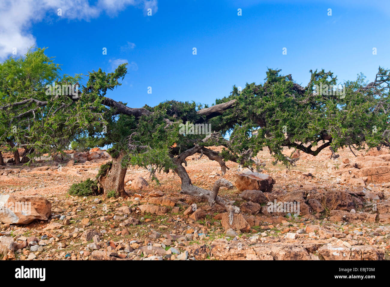 immergrüner Baum Hartholz, Marokko Eisenholz (Argania Spinosa), Gruppe, Marokko, Marrakesch, Atlas Stockfoto