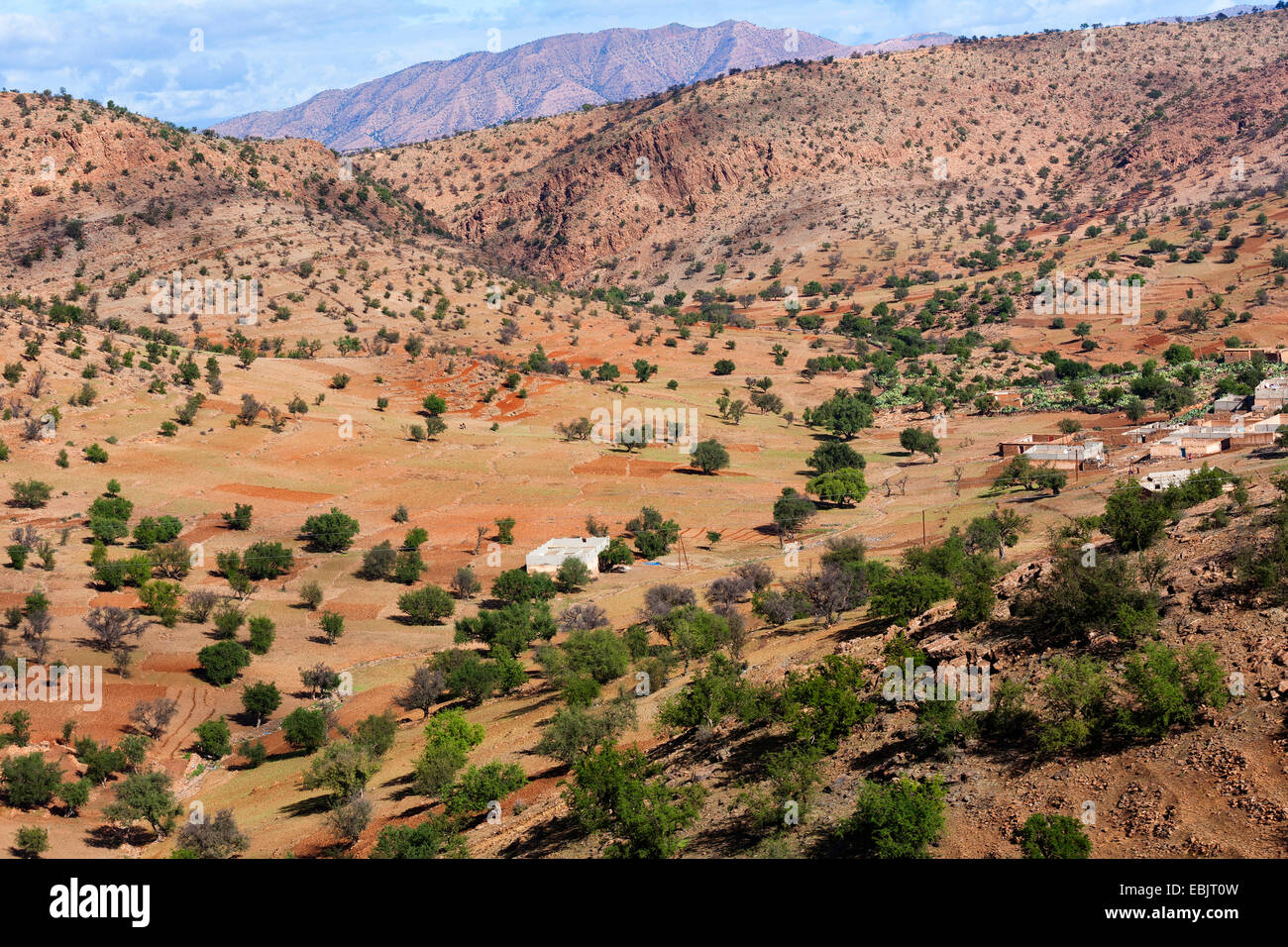 Hartholz immergrüner Baum, Marokko Eisenholz (Argania Spinosa), Landschaft mit Morocoo Eisenholz, Marokko, Marrakesch, Atlas Stockfoto