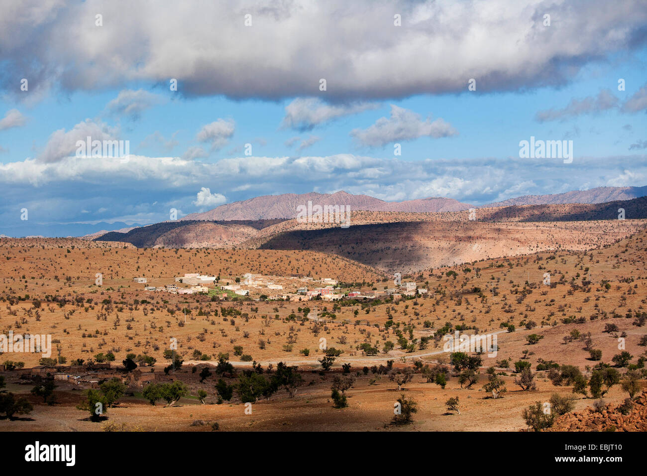 Hartholz immergrüner Baum, Marokko Eisenholz (Argania Spinosa), Landschaft mit Morocoo Eisenholz, Marokko, Marrakesch, Atlas Stockfoto