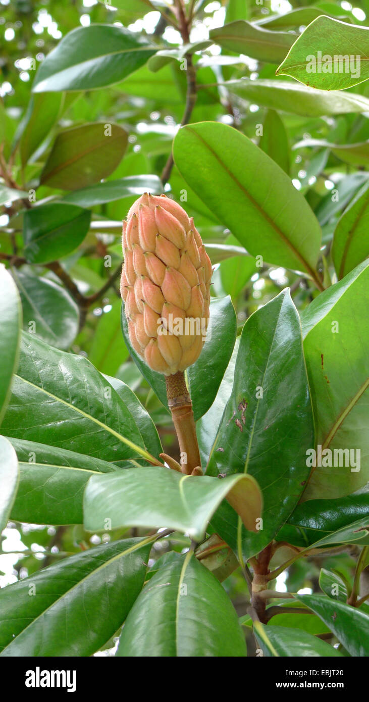 Immergrüne Magnolie, Ray Bull, Immergrüne Magnolie (Magnolia Grandiflora), Zweig mit Früchten Stockfoto