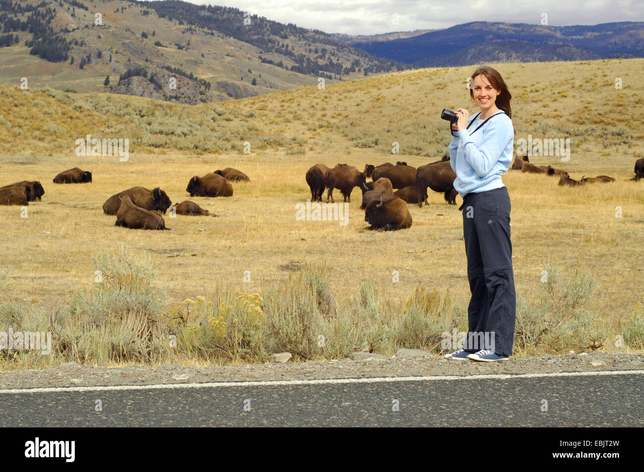 Amerikanischer Bison, Büffel (Bison Bison), junge Frau, die die Bilder von einer Herde Büffel in Lamar Valley, USA, Yellowstone-Nationalpark Stockfoto