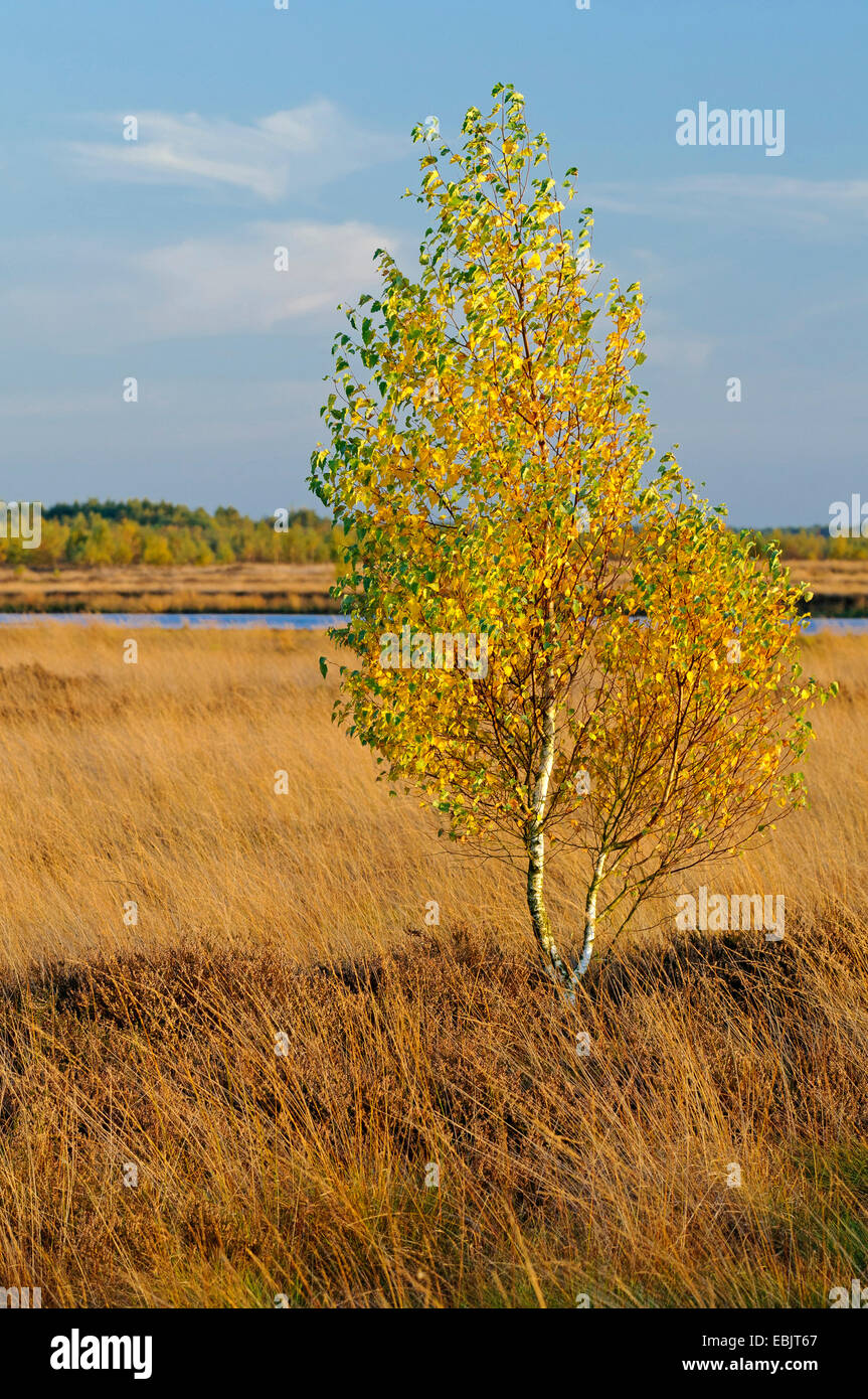 Birke in Goldenstedt Moor im Herbst, Deutschland, Niedersachsen, Diepholzer Moorniederung Stockfoto