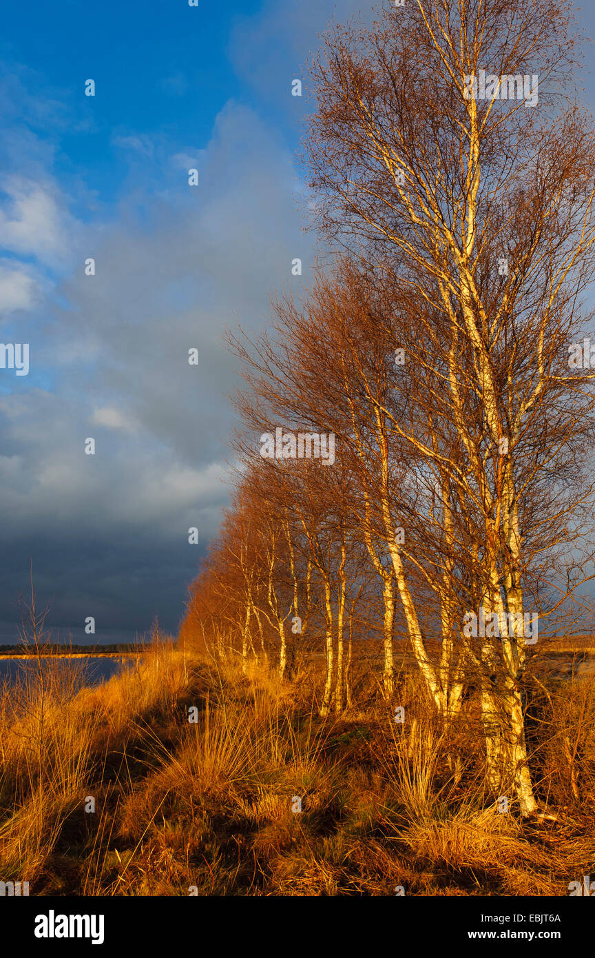 Reihe von Bäumen im Moor, Niedersachsen, Deutschland, Goldenstedter Moor, Diepholzer Moorniederung Stockfoto