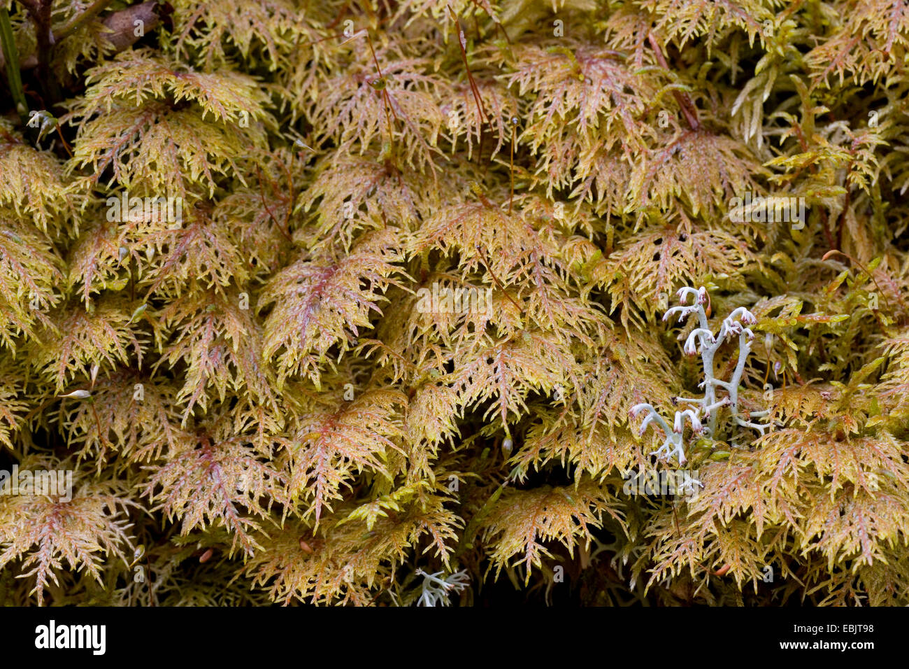 Glitzernde Holz-Moos, herrliche Feder Moss (Hylocomium Splendens), mit Rentier Flechten, Schweden, Vaermland Stockfoto