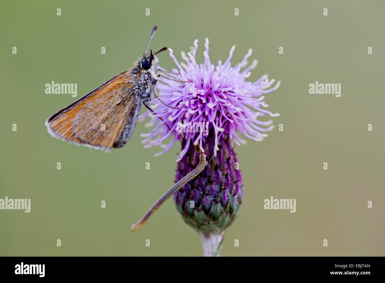 kleine Skipper (Thymelicus Sylvestris, Thymelicus Flavus), mit einer Raupe auf einer Distel, Deutschland, Schleswig-Holstein Stockfoto