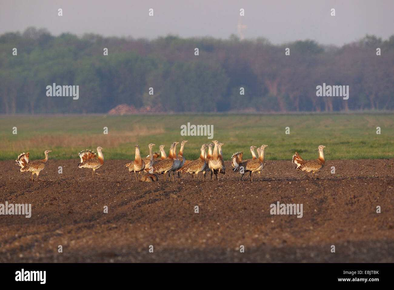 die Großtrappe (Otis Tarda), Gruppe auf einem Feld, Deutschland Stockfoto