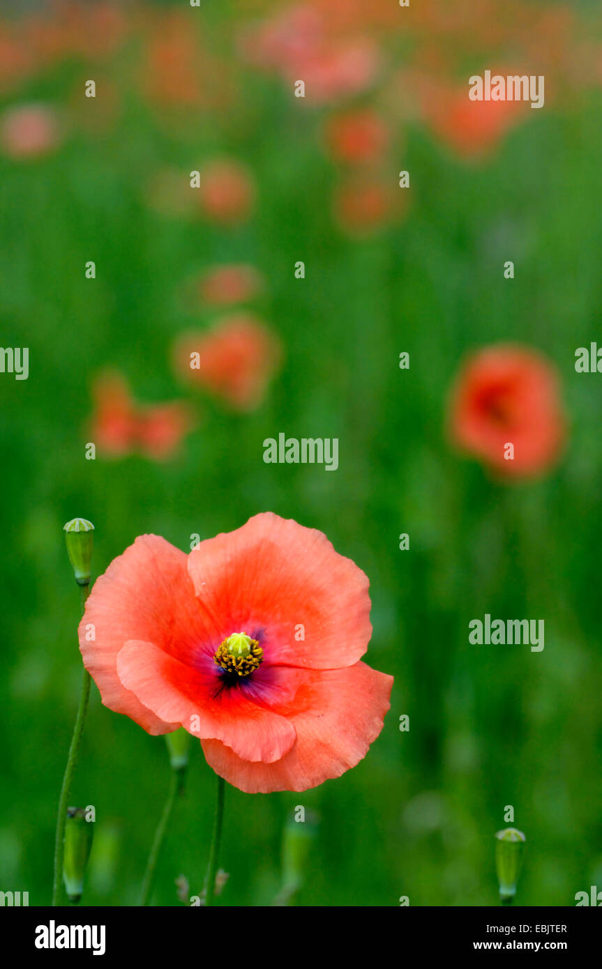 gemeinsamen Mohn, Klatschmohn, roter Mohn (Papaver Rhoeas), einzelne Blume, Vereinigtes Königreich, Schottland Stockfoto