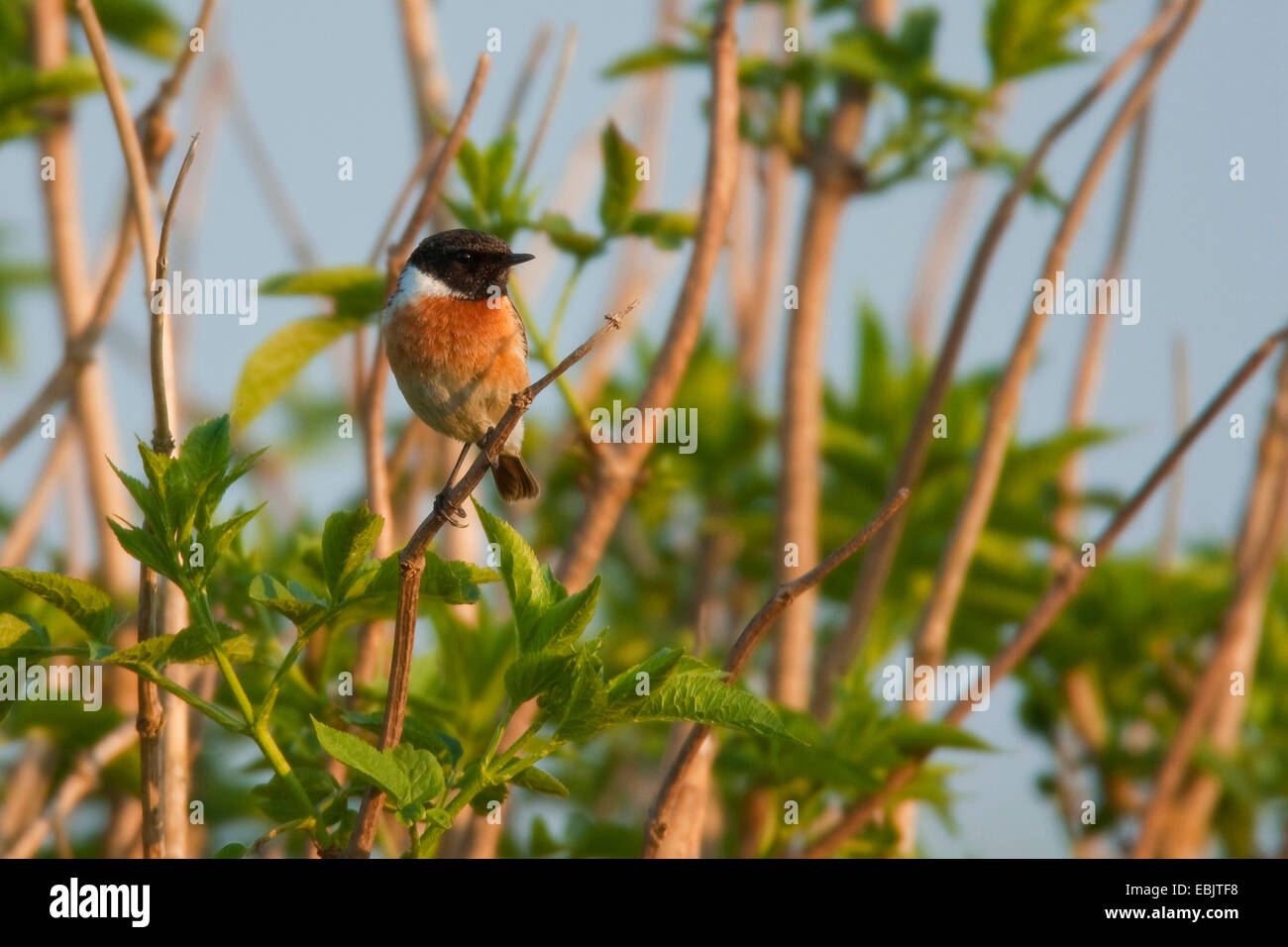 gemeinsamen Schwarzkehlchen (Saxicola Torquata), männliche sitzt in einem Busch, Niederlande, Texel Stockfoto