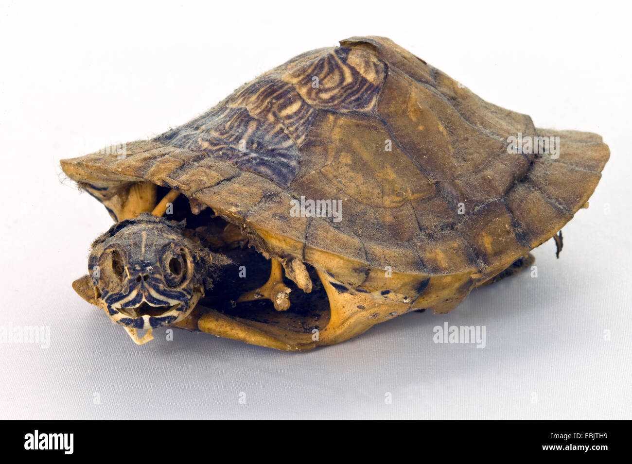 Hermanns Schildkröte, Griechische Schildkröte (Testudo Hermanni), Skelett einer toten Griechische Schildkröte Stockfoto