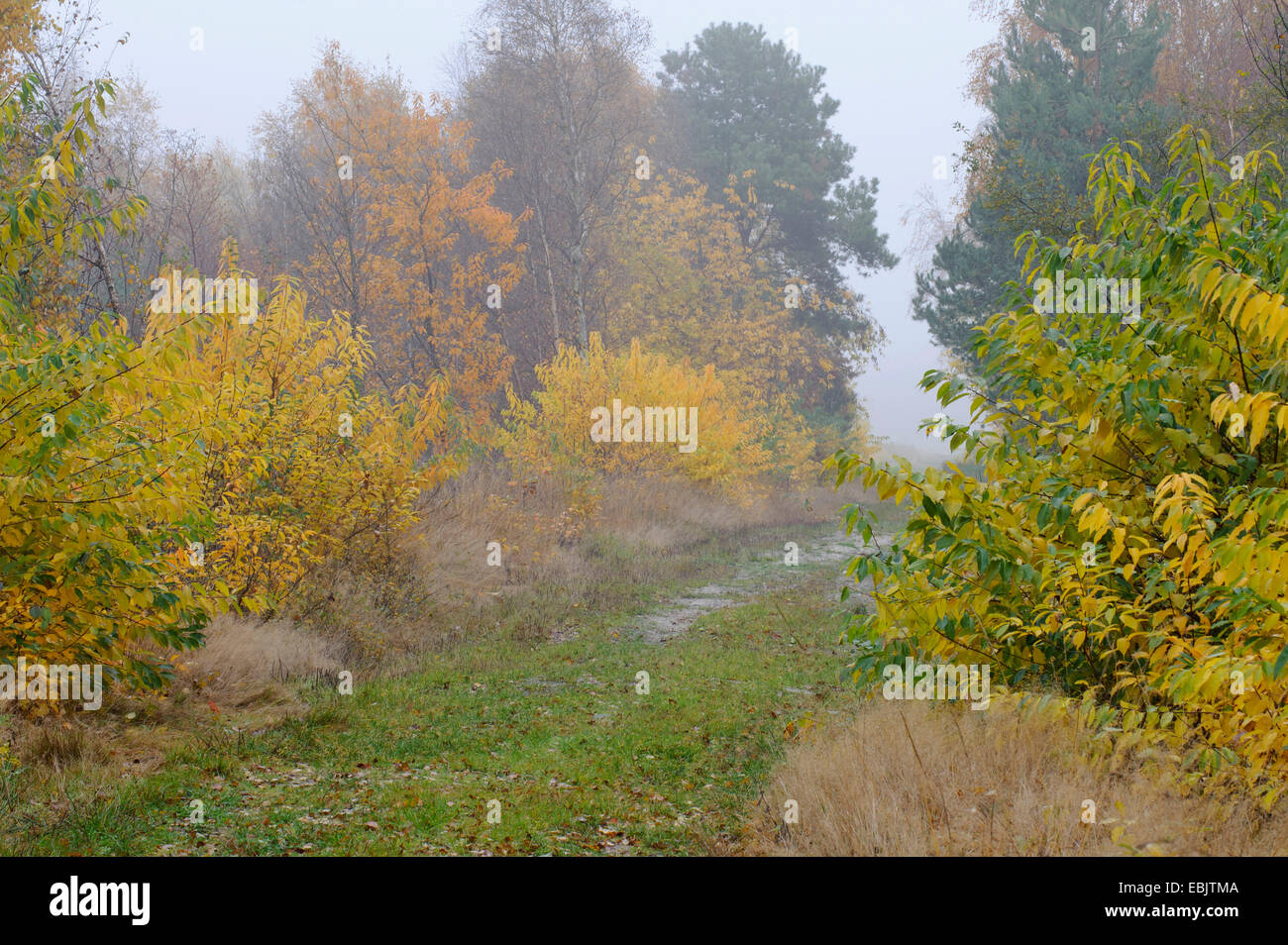 Weg durch Moor im Herbst, Deutschland, Niedersachsen, Goldenstedter Moor Stockfoto