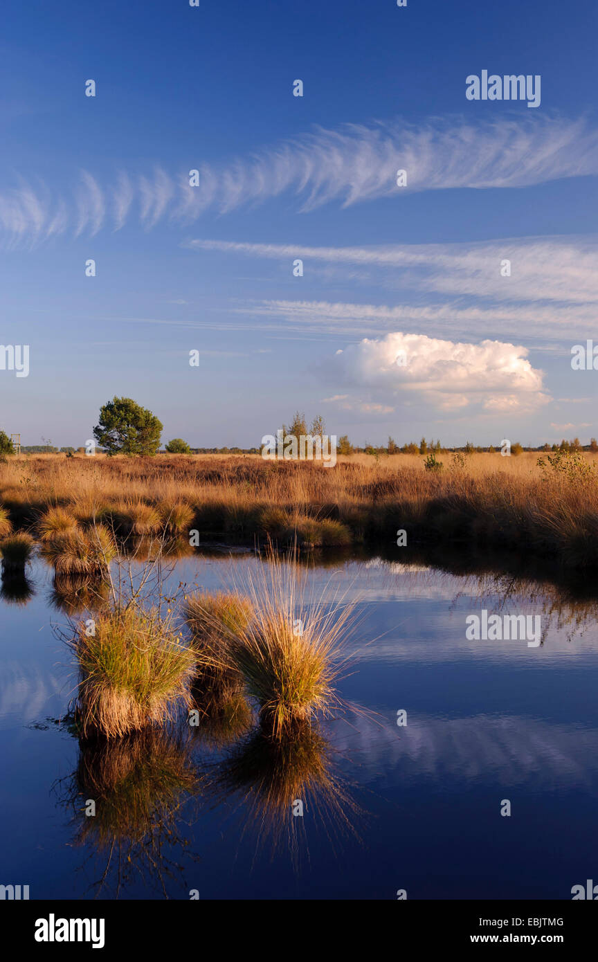 Moor-Teich in Moorlandschaft, Deutschland, Niedersachsen, Rehdener Geestmoor, Diepholzer Moorniederung Stockfoto