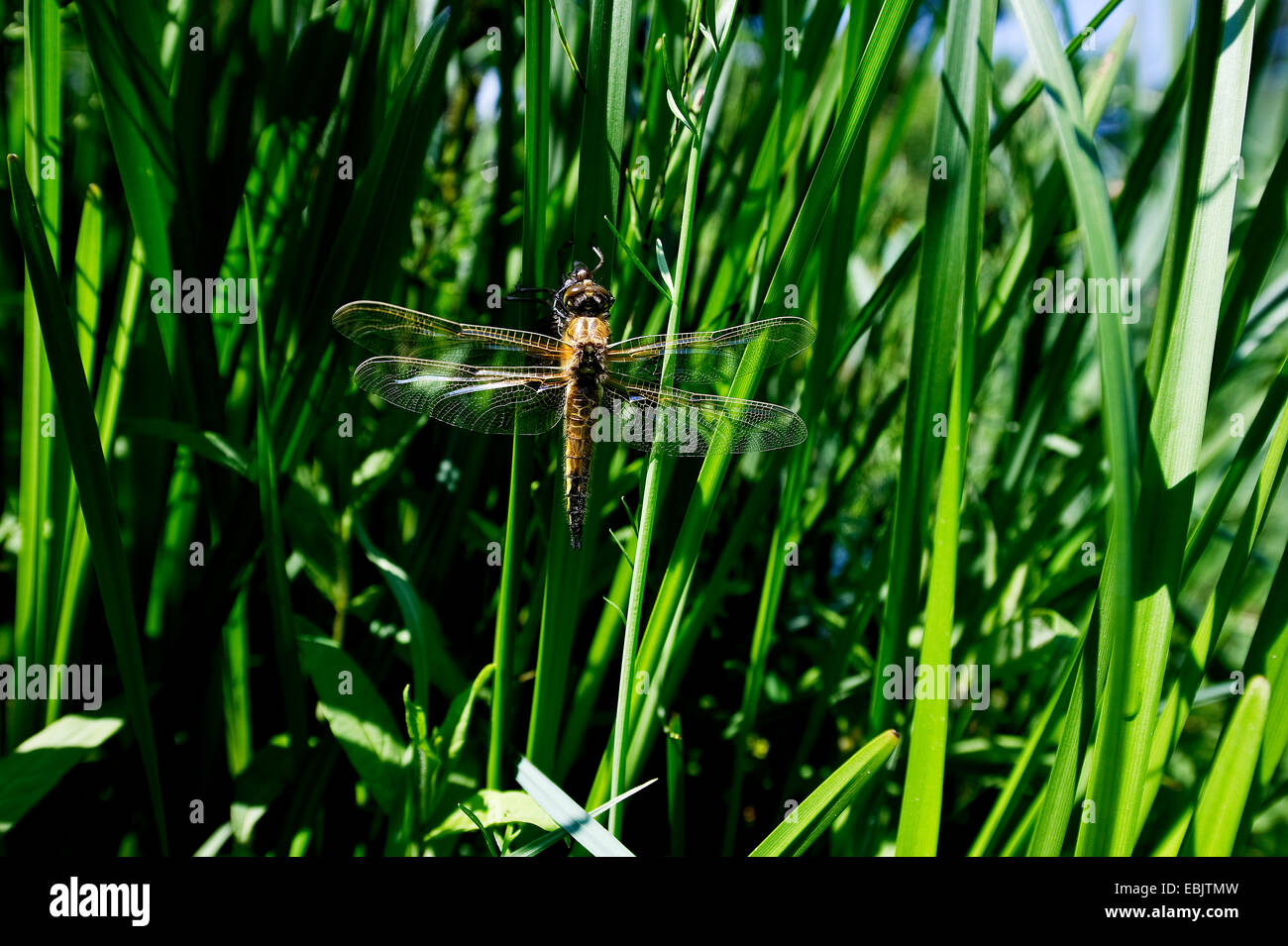 vier-spotted Libellula, vier-spotted Chaser, vier Ort (Libellula Quadrimaculata), schlüpften nur einzelne im Schilf, trocknen die Flügel, Germany, North Rhine-Westphalia, Sennestadt Stockfoto