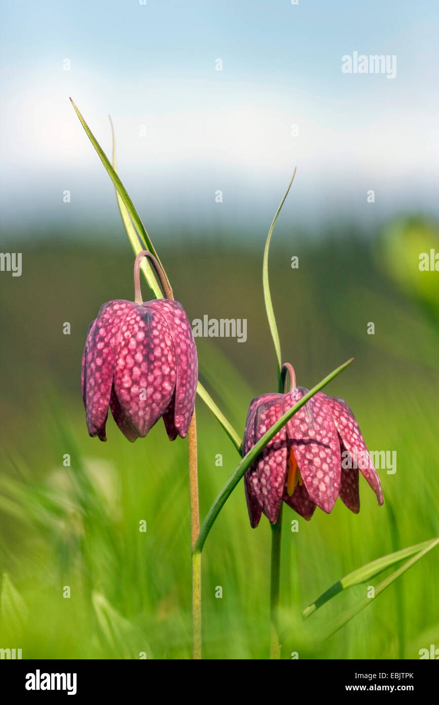 gemeinsamen Fritillary, Schlange-Kopf Fritillaria (Fritillaria Meleagris), blühen in einer Wiese, Deutschland, Rheinland-Pfalz Stockfoto